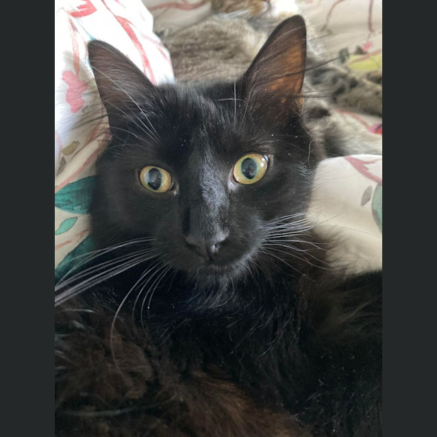 Photo of Twitch   Located In Ivanhoe