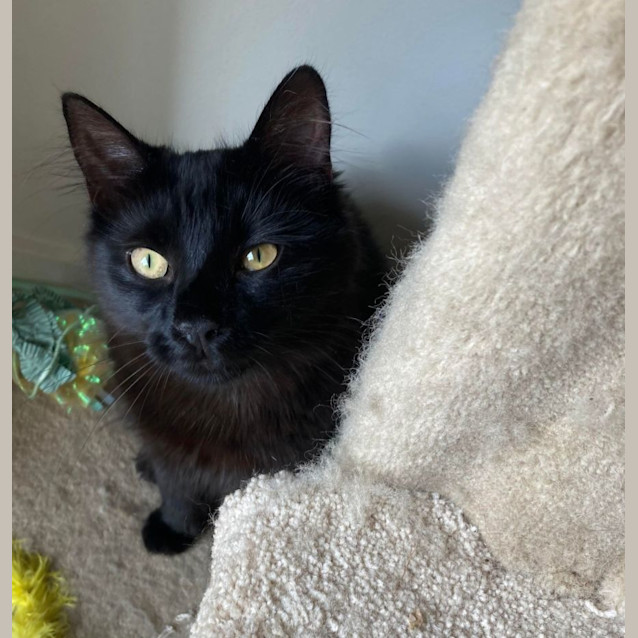 Photo of Twitch   Located In Ivanhoe