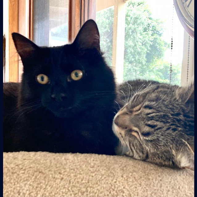 Photo of Twitch   Located In Ivanhoe