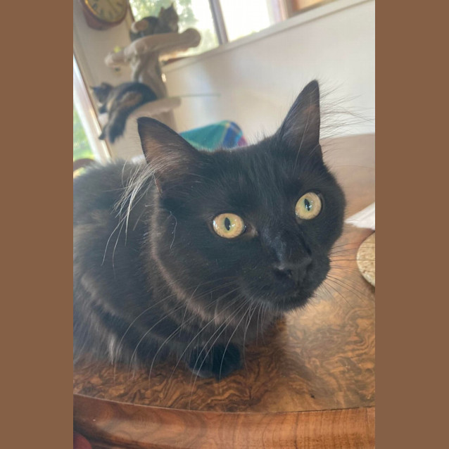 Photo of Twitch   Located In Ivanhoe