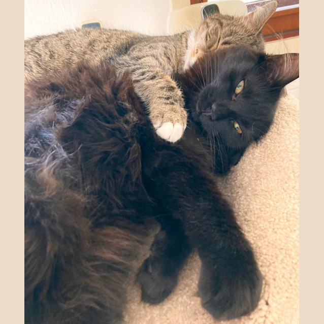 Photo of Twitch   Located In Ivanhoe