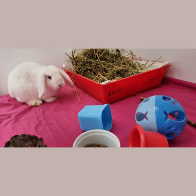 Photo of Holly