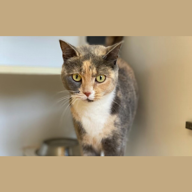 Photo of Willow