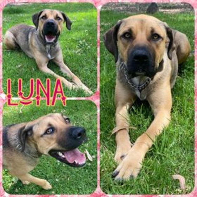 Photo of Luna