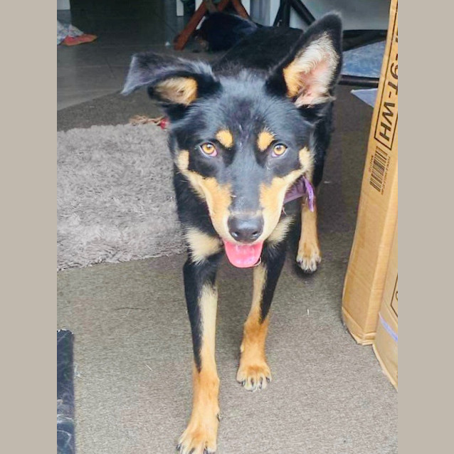 Photo of Buddy
