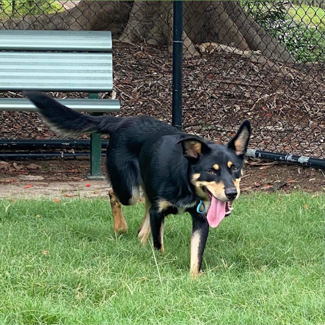 Photo of Buddy