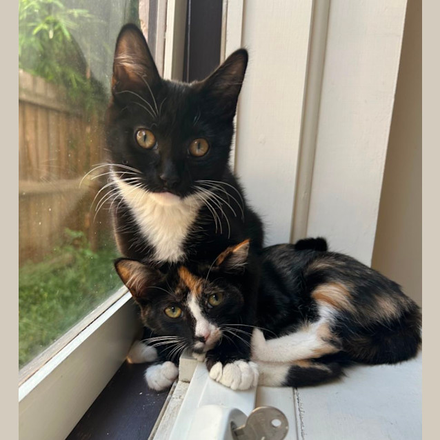 Photo of Socks & Tinkerbelle