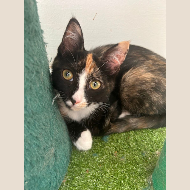 Photo of Socks & Tinkerbelle