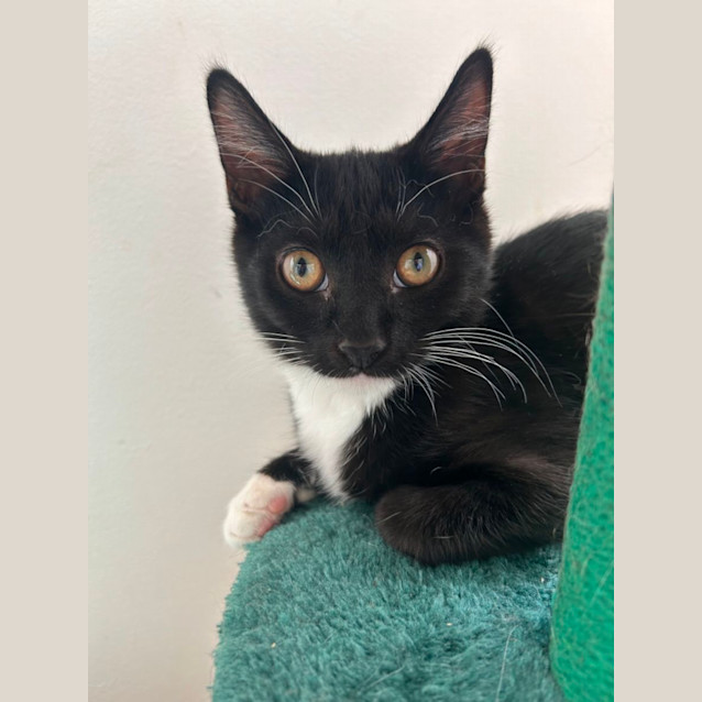 Photo of Socks & Tinkerbelle