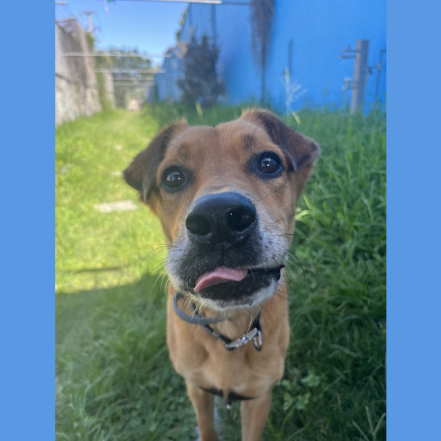 Photo of Nova