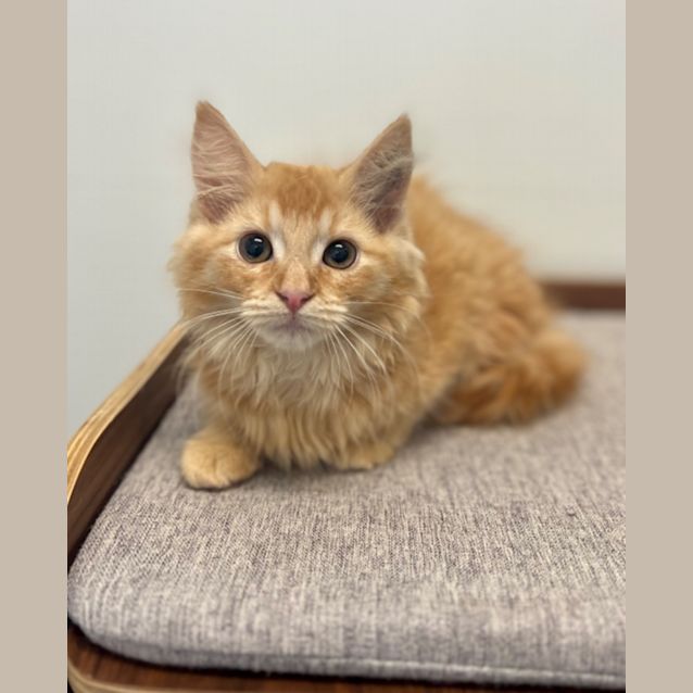 Photo of Crumble