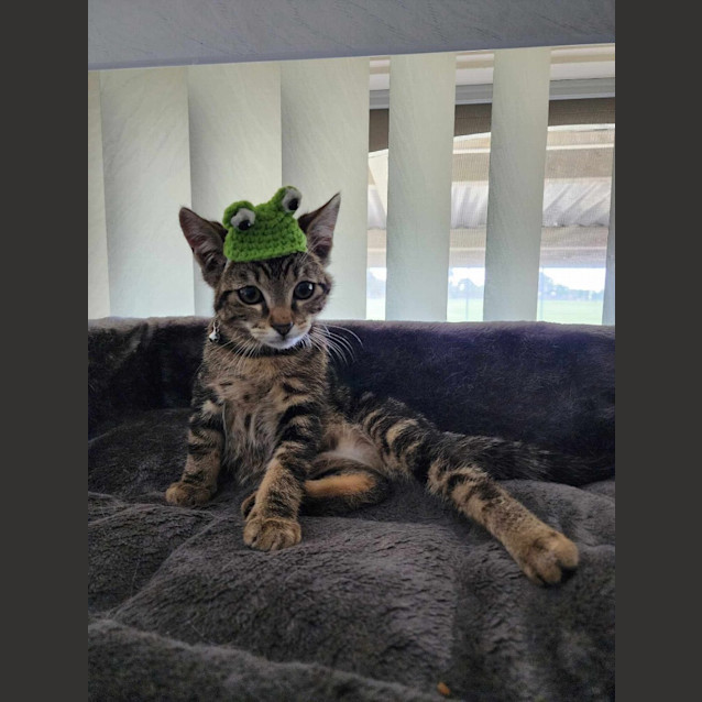 Photo of Sabre