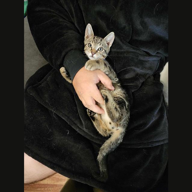 Photo of Sabre