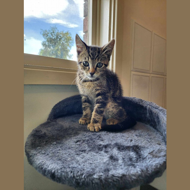 Photo of Sabre