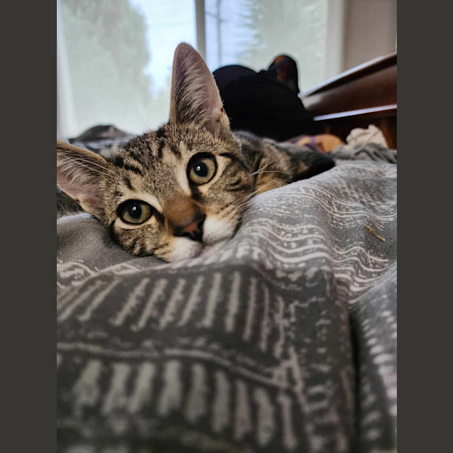 Photo of Sabre