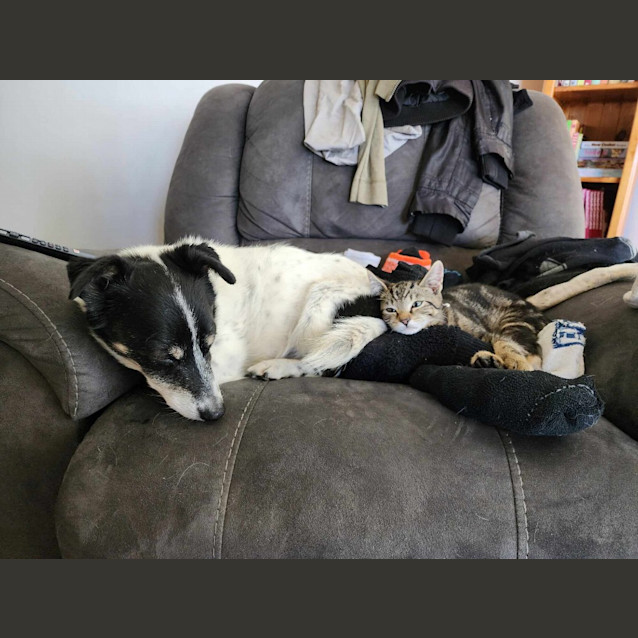 Photo of Sabre