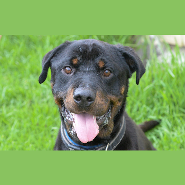 Photo of Rango 