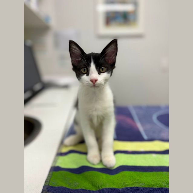Photo of Oreo