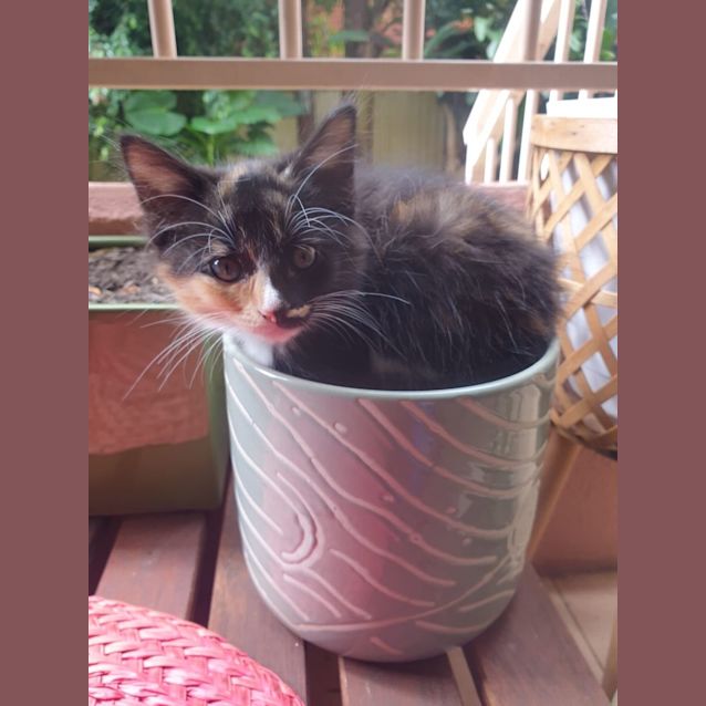 Photo of Penny   Little Baby 