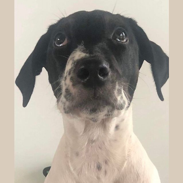 Photo of Gigi   4 Month Old Bull Arab