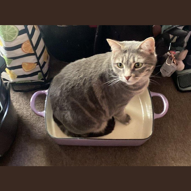 Photo of Zilla Babbington