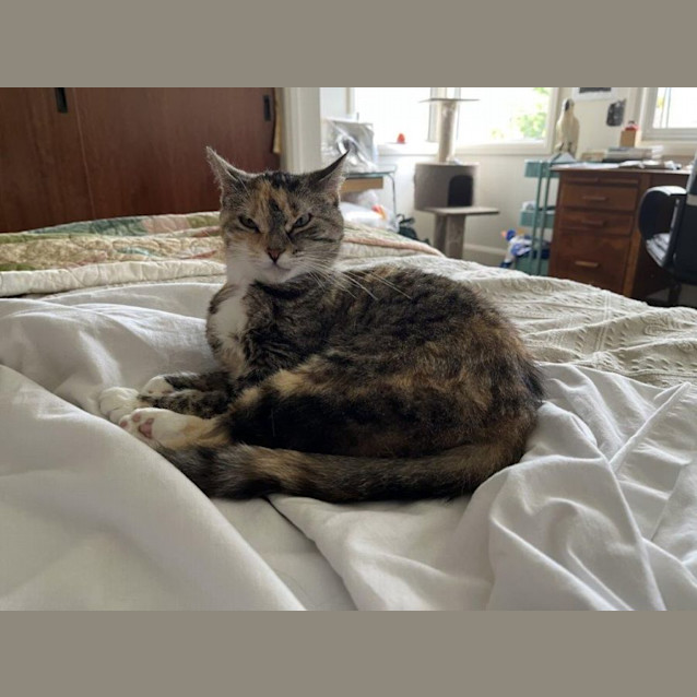 Photo of Nala Applegate