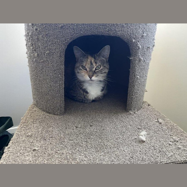 Photo of Nala Applegate