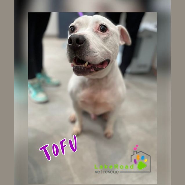 Photo of Tofu