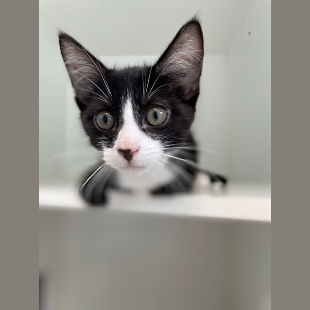 Photo of Taco