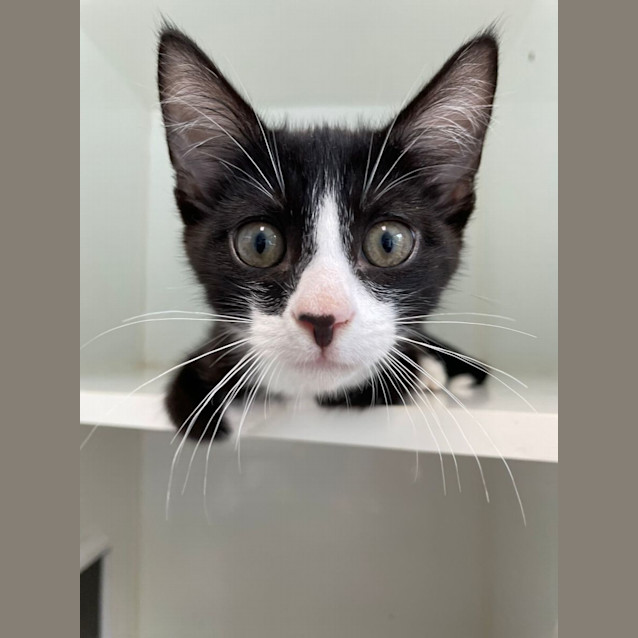 Photo of Taco