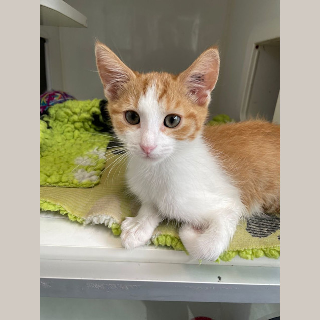 Photo of Cheeto