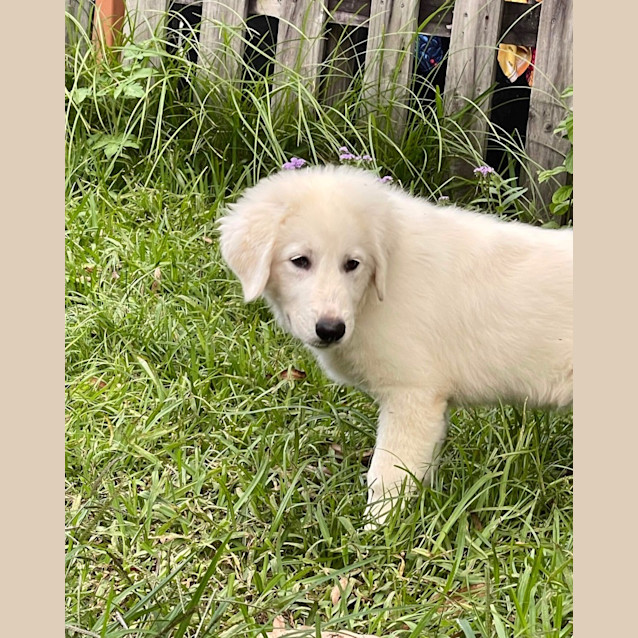 Photo of Buttons