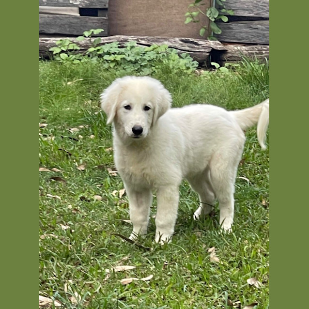 Photo of Buttons