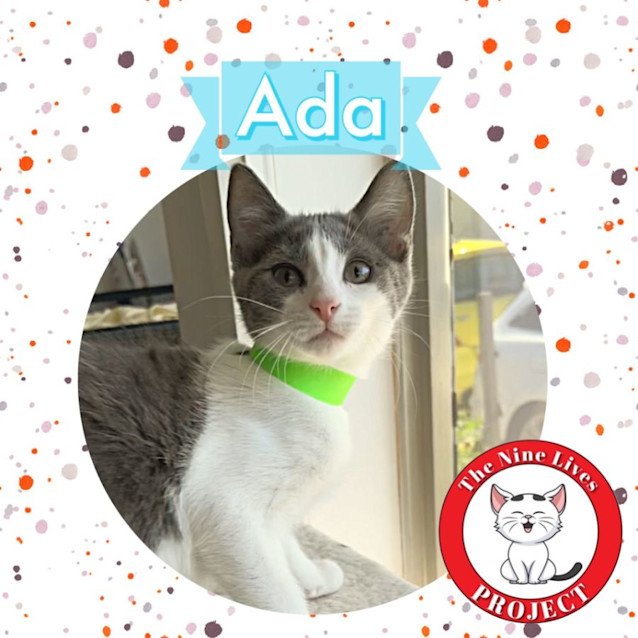 Photo of Ada *9 Lives Project Rescue*