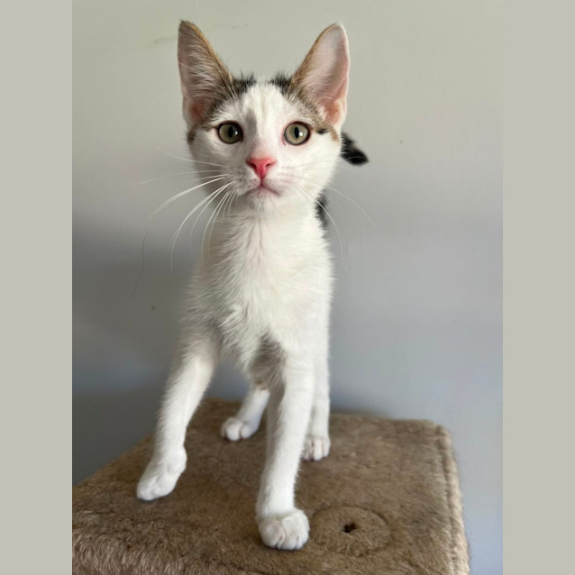 Photo of Tommy *9 Lives Project Rescue*