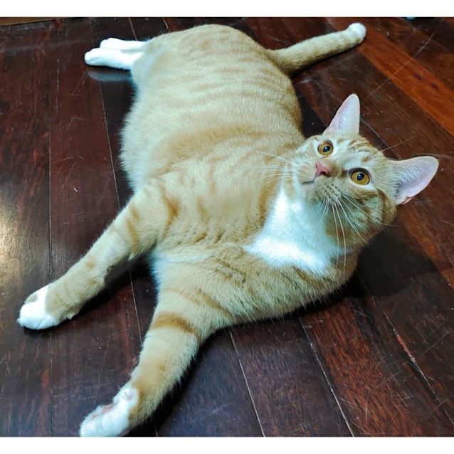 Photo of 9810   Archy