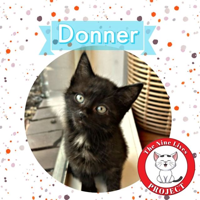 Photo of Donner *9 Lives Project Rescue*