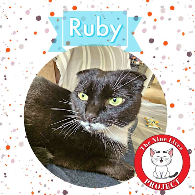 Photo of Ruby *9 Lives Project Rescue*