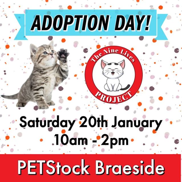 Photo of Mabel *9 Lives Project Rescue*