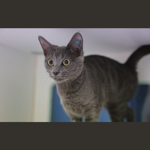 Photo of Mochi