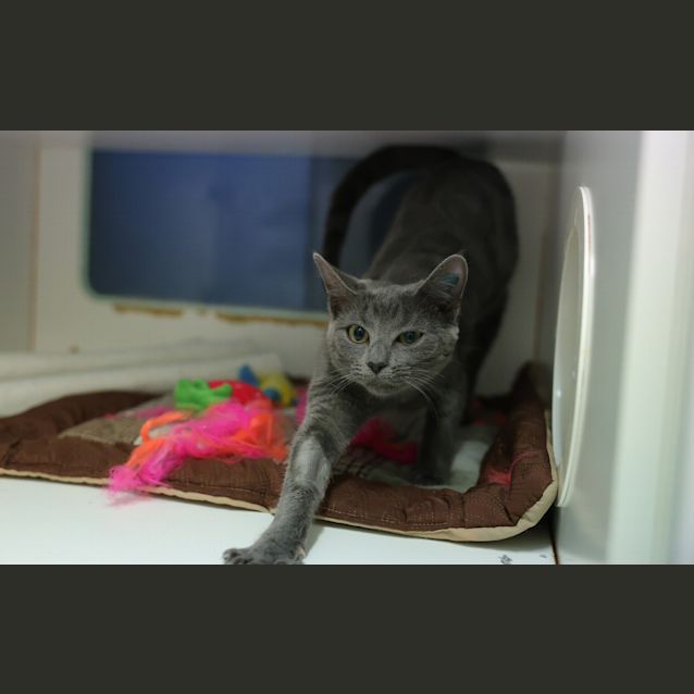 Photo of Mochi