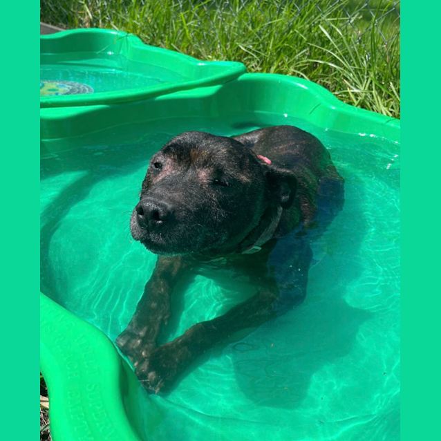 Photo of 🍕 Buddy C04750 🍕