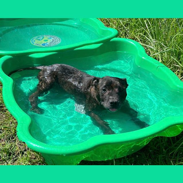 Photo of 🍕 Buddy C04750 🍕