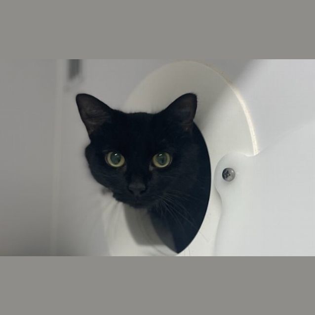 Photo of Pepper