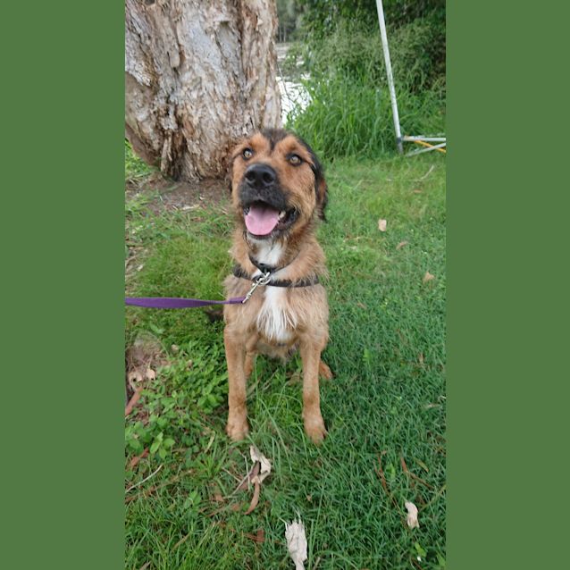 Big Bear - Large Male Irish Wolfhound x Rottweiler Mix Dog in QLD ...