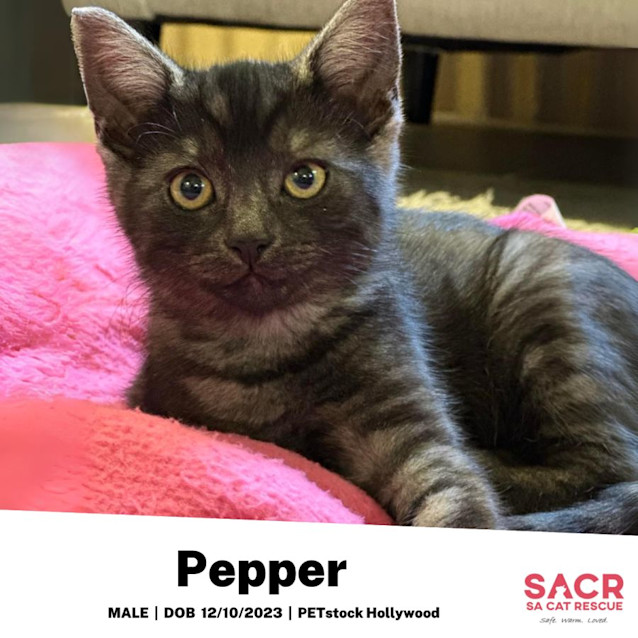 Photo of Pepper