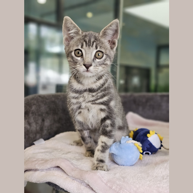 Photo of Lord Cuddlesworth The 9th Of Meowington Castle