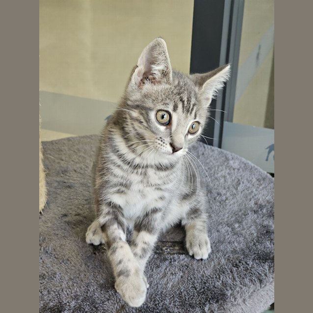 Photo of Lord Cuddlesworth The 9th Of Meowington Castle