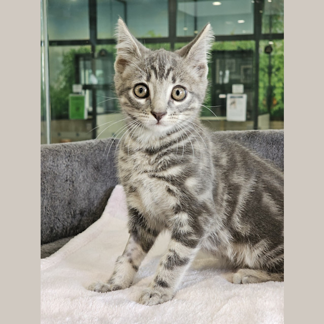 Photo of Lord Cuddlesworth The 9th Of Meowington Castle