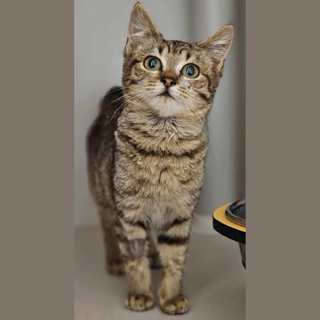 Photo of Goblin